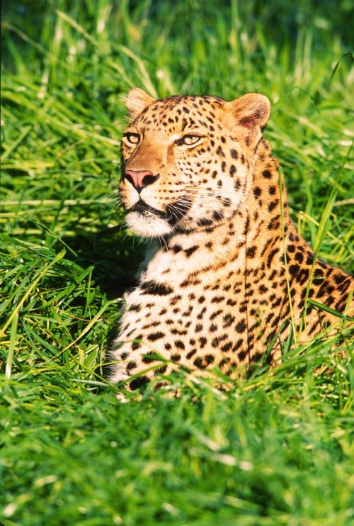 Leopard in Grass
